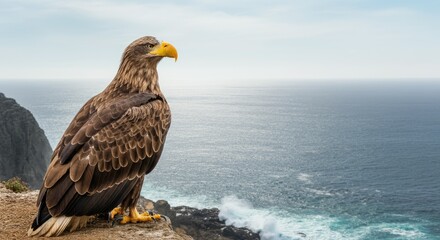 Fototapeta premium Majestic eagle perched on cliff overlooking ocean waves