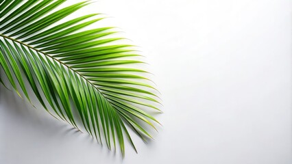 Obraz premium Free AI-generated palm leaf silhouette stock photo. Ideal for nature-themed projects. White background, high-resolution download.