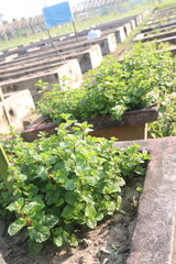mint leaf spice plant on pot