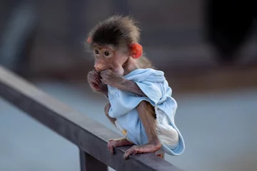 Gardinen Affe An infant monkey wearing a diaper and dress is a delightful sight. These young monkeys cling to their mothers for survival, showcasing the strong bond and dependency in their early life stages.  © Kanaga Subramaniyam