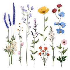A set of flowers with different colors and sizes