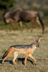 Black Backed Jackel on the savanna of the Mara Conservancy in Kenya with wildebeest in background, part of the great migration, African adventure safari
