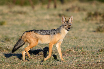 Black Backed Jackel on the savanna of the Mara Conservancy in Kenya, African adventure safari
