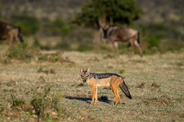 Black Backed Jackel with a mouth full of wildebeest on the savanna of the Mara Conservancy in Kenya, part of the great migration, African adventure safari
