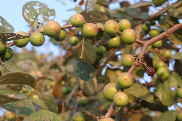 Ziziphus mauritiana fruit on tree in farm