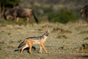 Naklejka premium Black Backed Jackel on the savanna of the Mara Conservancy in Kenya with wildebeest in background, part of the great migration, African adventure safari 