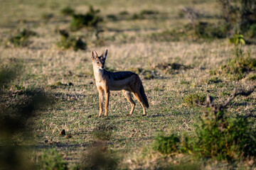 Black Backed Jackel on the savanna of the Mara Conservancy in Kenya, African adventure safari
