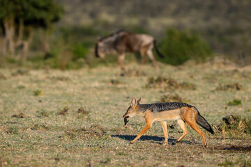 Black Backed Jackel with a mouth full of wildebeest on the savanna of the Mara Conservancy in Kenya, part of the great migration, African adventure safari
