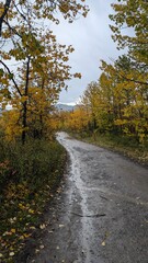road in autumn forest
