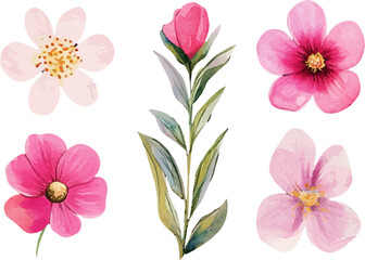 pink and white flowers