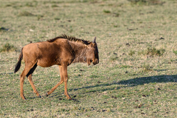 Blue wildebeest calf walking in the grasslands of the Mara Conservancy in Kenya, part of the great migration, African adventure safari
