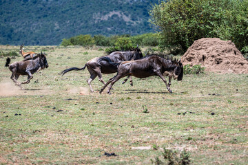 Herd of blue wildebeest running across the grasslands of the Mara Conservancy in Kenya, part of the great migration, African adventure safari
