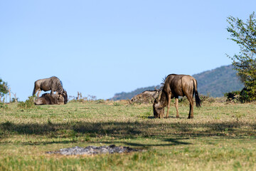 Herd of blue wildebeest walking and grazing in the grasslands of the Mara Conservancy in Kenya, part of the great migration, African adventure safari
