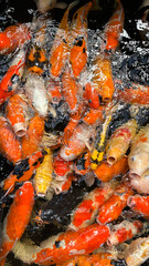 Kaleidoscope of Koi: A Pond Full of Life