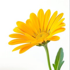 Marigold flower with leaves isolated on white background cutout.