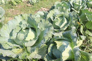 cabbage on farm for harvest are cash crops