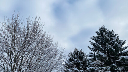 Snowy trees sky clouds pine landscape background copy space