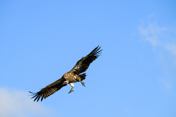 Vulture flying with feet down coming in for a landing, against a blue sky, Maasai Mara National Reserve in Kenya, African adventure safari
