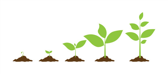 Phases plant growing. Vector illustration