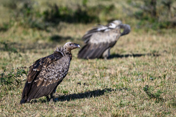 Vultures feeding on the carcass of a blue wildebeest, Maasai Mara National Reserve in Kenya, part of the great migration, African adventure safari
