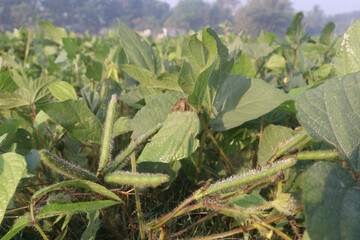 Vigna mungo plant on farm for harvest