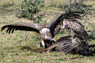 Vultures feeding on the carcass of a blue wildebeest, Maasai Mara National Reserve in Kenya, part of the great migration, African adventure safari
