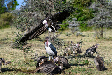 Vultures and Marabou stork feeding on the carcass of a blue wildebeest, Maasai Mara National Reserve in Kenya, part of the great migration, African adventure safari
