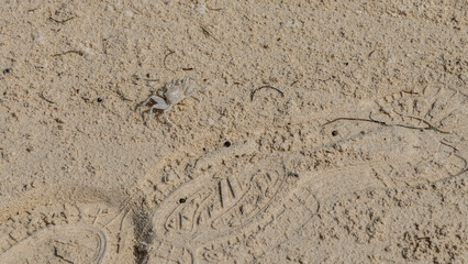 A small sand bubbler crab lurks in the sand. There are human shoe  prints nearby. Masking coloring. Top view. Mauritius.