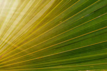 Obraz premium palm leaf texture natural tropical green leaf close up