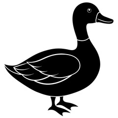 duck isolated on white