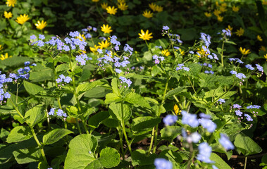 Bright blue forget-me-nots and yellow wildflowers blooming amidst lush green foliage in a sunlit garden. Perfect for spring-themed visuals and nature photography. 