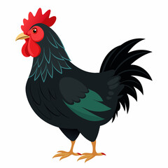 rooster isolated on white background