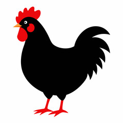 rooster isolated on white background