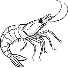 illustration of shrimp