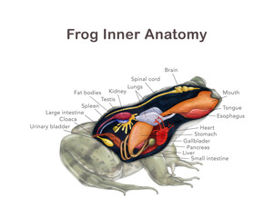 Frog inner anatomy with organ names scheme. Hand drawn detailed illustration. Amphibia internal organs anatomical table on white background. Frog inner anatomy for zoology study, print table design