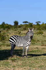 Common Zebra on the savanna in the Mara Conservancy in Kenya, African adventure safari
