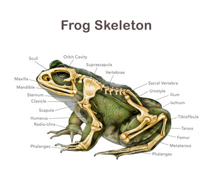 Frog skeleton with bone names detailed illustration. Amphibia inner anatomy structure for zoology study. Anatomy of a frog with body silhouette detailed bones science image on white background