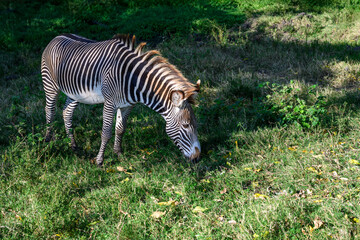 Grevy's Zebra in the wild, rare and endangered, Lewa Conservancy in Kenya, African adventure safari
