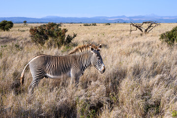 Obraz premium Grevy's Zebra in the wild, rare and endangered, Lewa Conservancy in Kenya, African adventure safari 