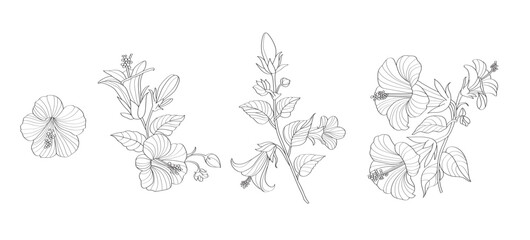 Hibiscus flower Line Drawing, Vector file can be used in creating work, including media production. and various publications