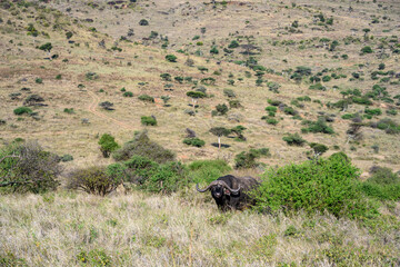 Cape Buffalo grazing in the Maasai Mara National Reserve in Kenya, African adventure safari

