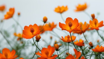 Obraz premium Vibrant Orange Flowers Against Soft Background for Nature and Floral Themes