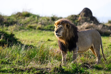 Male lion walking on the savanna in the Maasai Mara National Reserve in Kenya, African adventure safari
