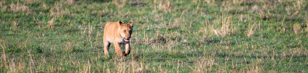 Lion cub practice stalking and hunting in the Maasai Mara National Reserve in Kenya, African adventure safari
