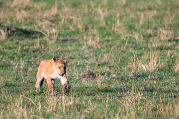 Lion cub practice stalking and hunting in the Maasai Mara National Reserve in Kenya, African adventure safari
