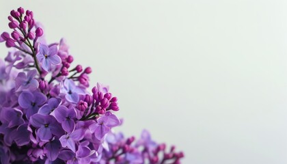 Fototapeta premium Beautiful Purple Flowers Against a Subtle Background Perfect for Elegant Designs