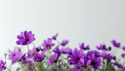 Fototapeta premium Vibrant Purple Flowers Against Soft Topaz Background for Upscale Photography Needs