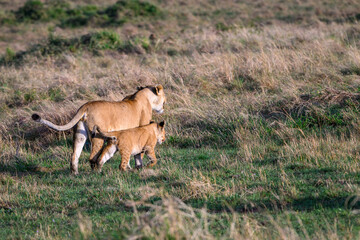 Female lion with young cub walking across a grass savanna, in the Maasai Mara National Reserve in Kenya, African adventure safari
