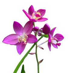 Obraz premium pink-violet orchid isolated on white background 