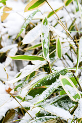 Bamboo Leaves Sprinkled with Winter Snow